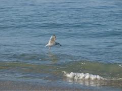 156 ILE DE GROIX_000051